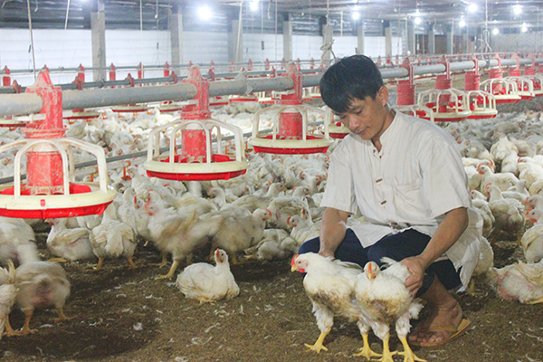 Loại gà thế giới thải bỏ, ở nước ta giá đắt ngang đặc sản-1