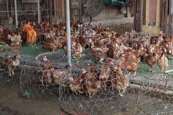 Giá gà rớt thảm, chủ trại lỗ 500 triệu/tháng-2
