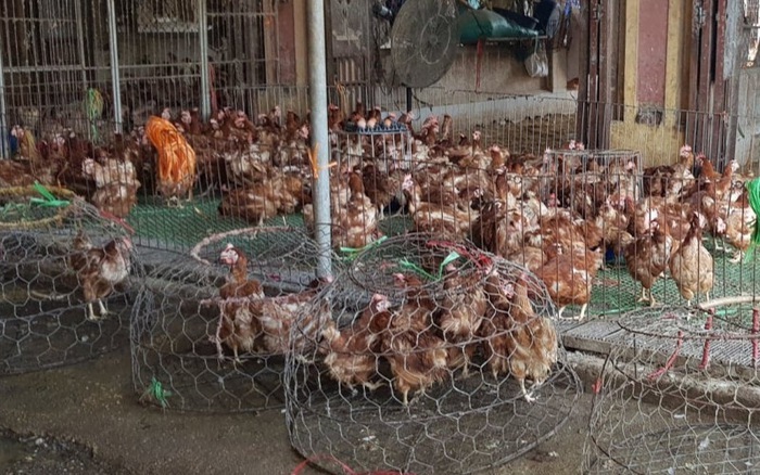 Loại gà thế giới thải bỏ, ở nước ta giá đắt ngang đặc sản-2