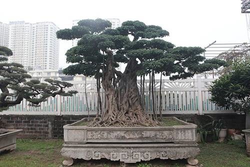 Khu vườn khủng tiền tỷ của đại gia kỳ lạ, bán cả nhà Hà Nội để mua cây cảnh-4