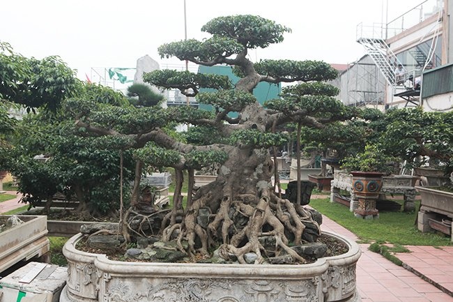 Khu vườn khủng tiền tỷ của đại gia kỳ lạ, bán cả nhà Hà Nội để mua cây cảnh-12