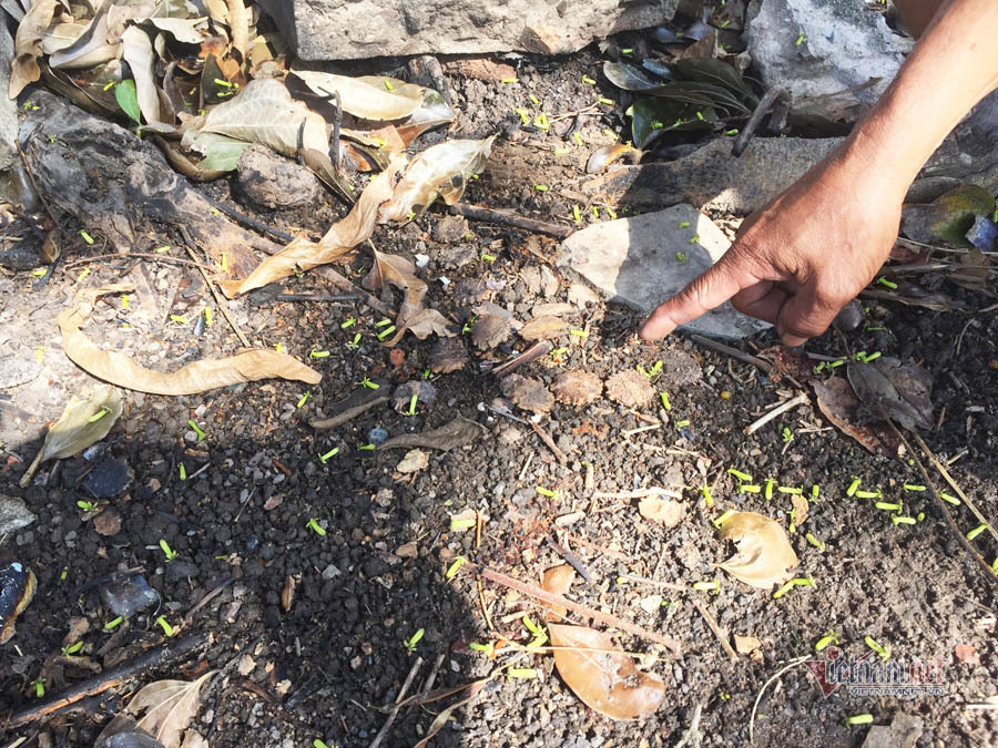 Đôi tình nhân quyên sinh dưới gốc cây và chuyện cây tử thần ở Sài Gòn-3