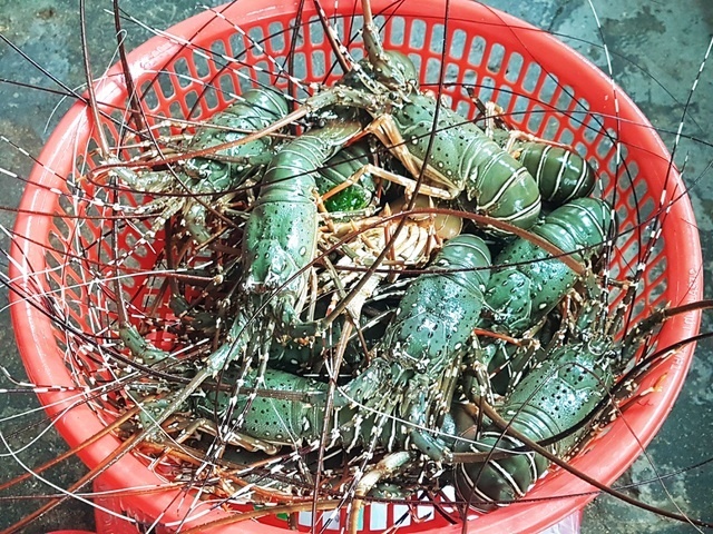 Sự thật về giá tôm hùm ở Phú Yên chỉ 200.000 đồng/kg-2