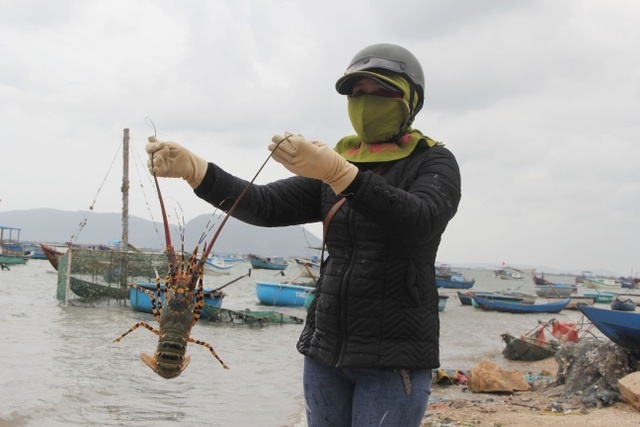 Sự thật về giá tôm hùm ở Phú Yên chỉ 200.000 đồng/kg-6