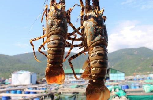 Cách chế biến tôm hùm nhiều món ngon hấp dẫn, dễ làm tại nhà-5