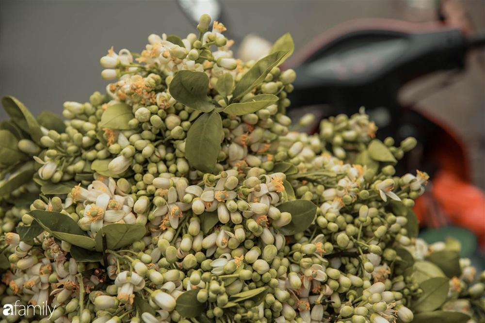 Chùm ảnh: Mùa hoa bưởi đã tỏa hương khắp đường phố Hà Nội, nhìn thấy lòng ai cũng xao xuyến, nhất định phải mang về mới thôi-9