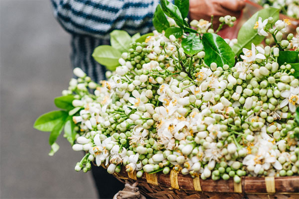 Vào mùa hoa bưởi thơm ngào ngạt, giá từ 200.000/kg và cách lựa hoa chuẩn chỉnh-8