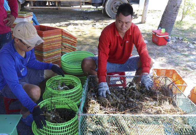 Giải cứu tôm hùm Phú Yên giá 200.000 đồng/kg là tin thất thiệt-1