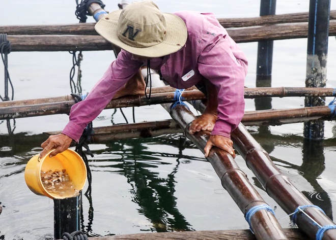 Giải cứu tôm hùm Phú Yên giá 200.000 đồng/kg là tin thất thiệt-2