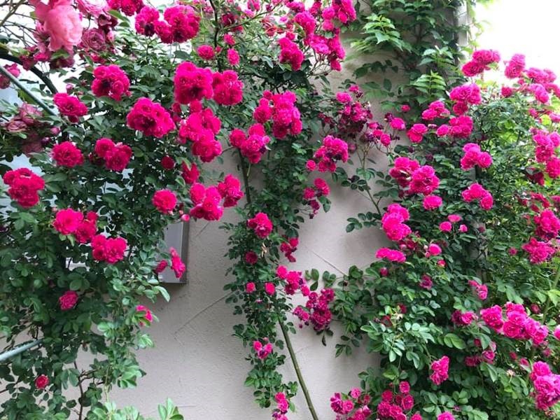 Say đắm ngắm vườn hồng đẹp tựa chốn thần tiên của người đàn ông Việt ở Nhật-7
