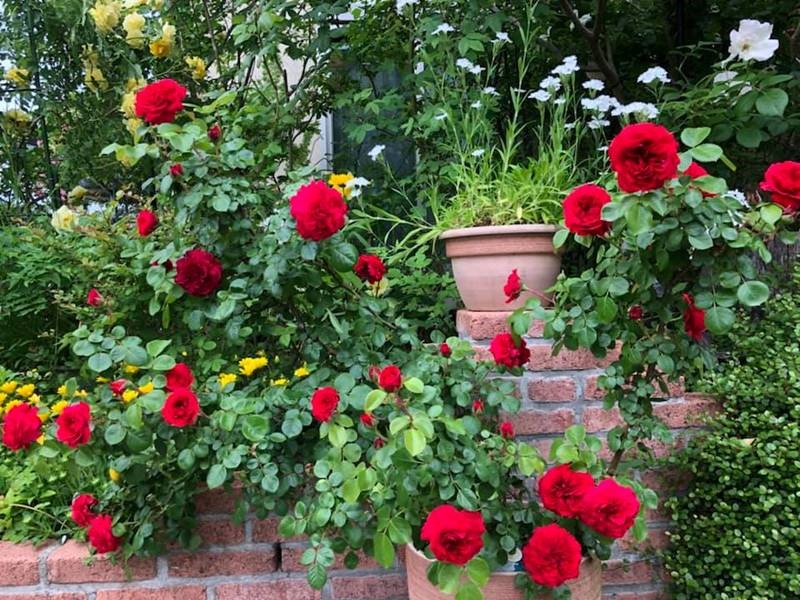 Say đắm ngắm vườn hồng đẹp tựa chốn thần tiên của người đàn ông Việt ở Nhật-8