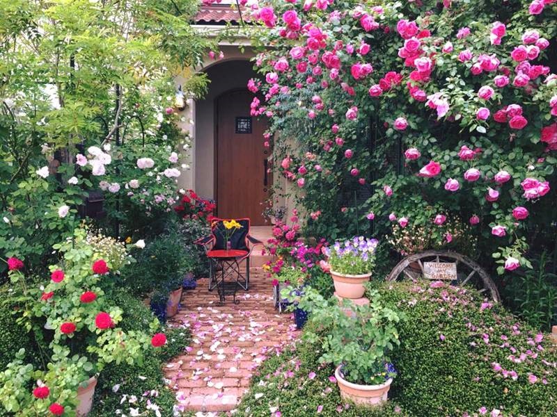 Say đắm ngắm vườn hồng đẹp tựa chốn thần tiên của người đàn ông Việt ở Nhật-11