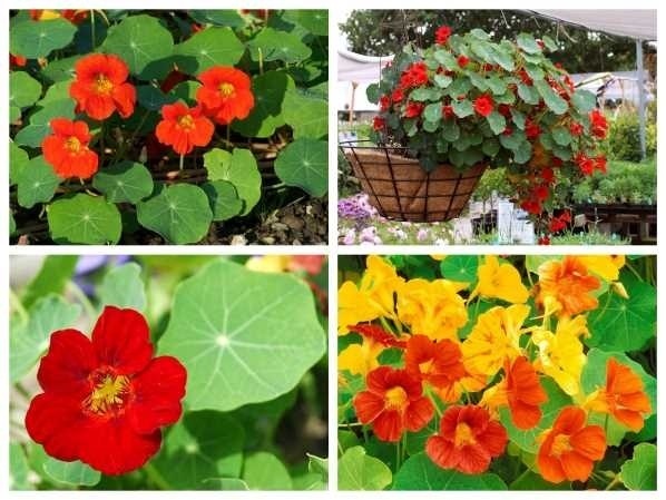 Trồng ngay những loại cây cảnh tuyệt đẹp này vừa trang trí cho nhà, vừa giúp xua đuổi muỗi-5