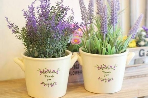 Những cây cảnh dù đẹp đến đâu cũng không nên đặt trong nhà-6