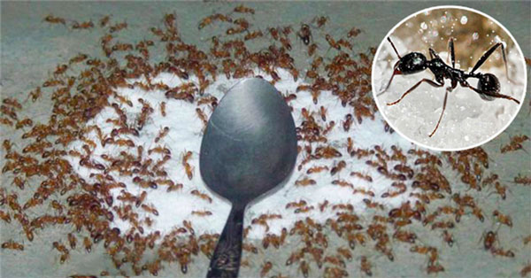 Kiến xâm chiếm lọ đường và đây là 4 cách nhanh nhất để đuổi sạch chúng-1