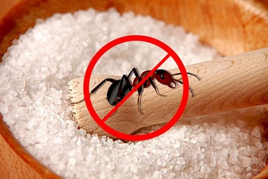 Kiến xâm chiếm lọ đường và đây là 4 cách nhanh nhất để đuổi sạch chúng
