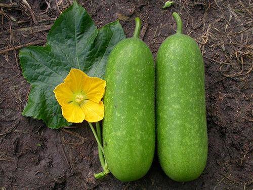 Không dừng lại ở vòng eo 56, Ngọc Trinh - Phạm Hương giữ dáng vô cùng hà khắc-11