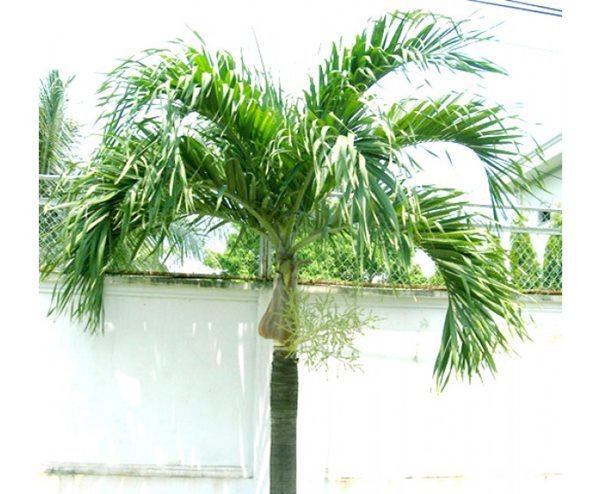 5 loại cây trồng trước nhà hút may mắn, mang tài lộc tới-1