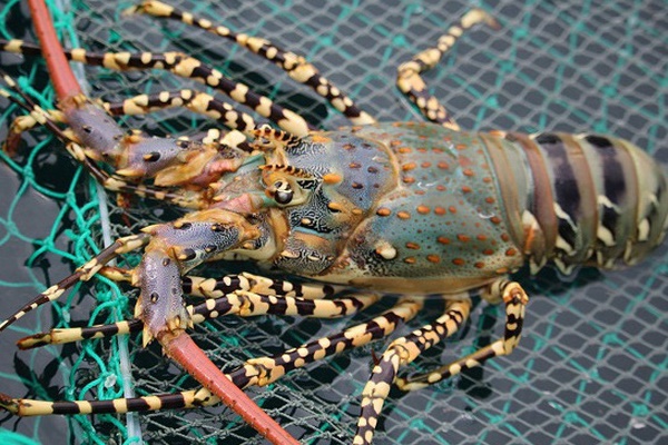 Giải cứu tôm hùm: Sự thật qua giải thích của người đã nuôi tôm 25 năm-10