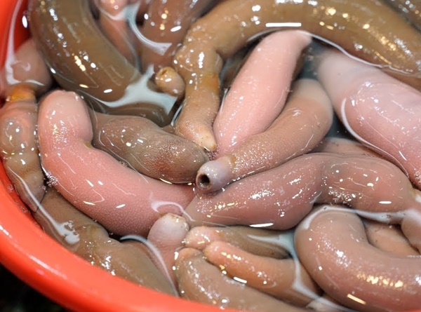 Đỉa biển, bạch tuộc và các món ăn sống lạ hấp dẫn du khách khi đến Hàn Quốc-7