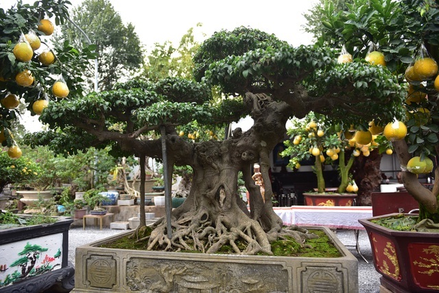 Đại gia vác 2 bao tải tiền, đổi xế hộp tiền tỷ lấy cây sanh cổ trăm năm-1