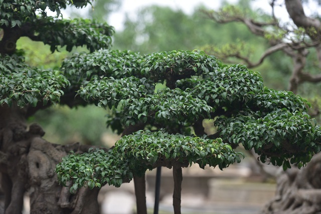 Đại gia vác 2 bao tải tiền, đổi xế hộp tiền tỷ lấy cây sanh cổ trăm năm-6