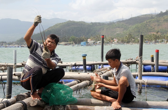 Giải cứu tôm hùm: Sự thật qua giải thích của người đã nuôi tôm 25 năm-1