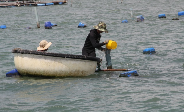 Giải cứu tôm hùm: Sự thật qua giải thích của người đã nuôi tôm 25 năm-2
