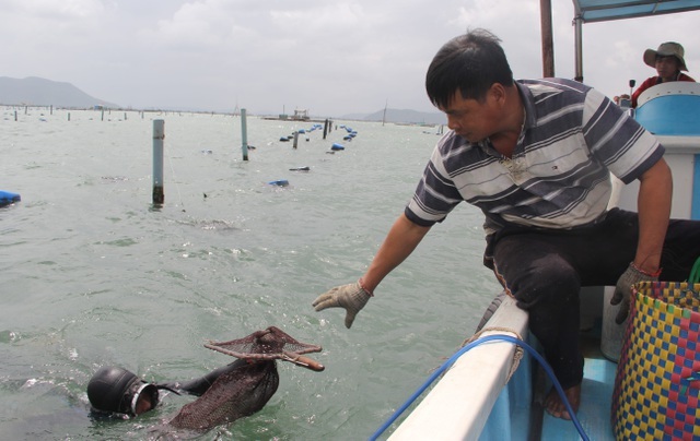 Giải cứu tôm hùm: Sự thật qua giải thích của người đã nuôi tôm 25 năm-3