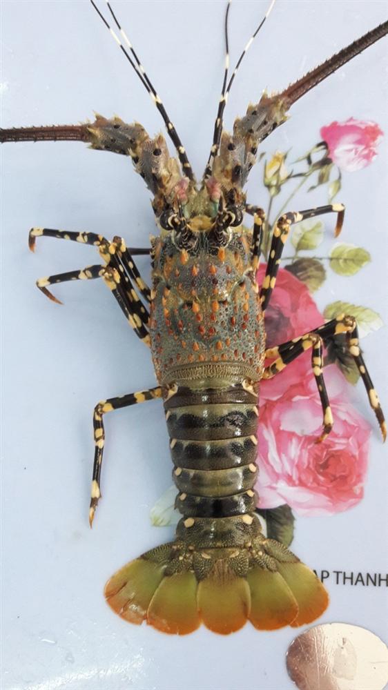 Giải cứu tôm hùm: Sự thật qua giải thích của người đã nuôi tôm 25 năm-4