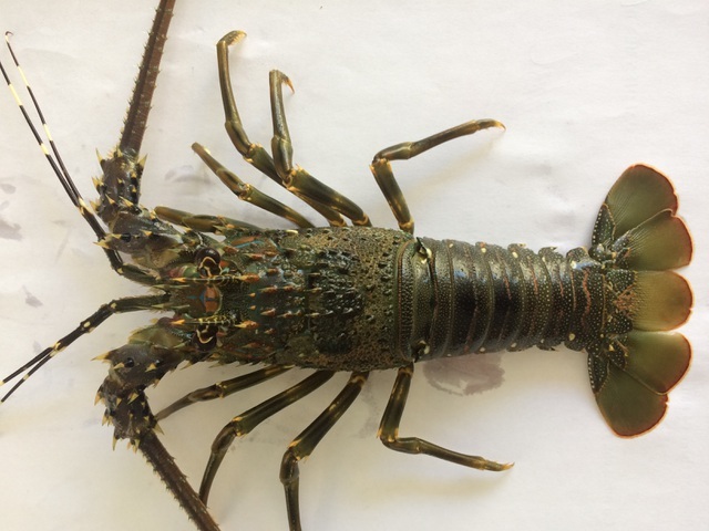 Giải cứu tôm hùm: Sự thật qua giải thích của người đã nuôi tôm 25 năm-5