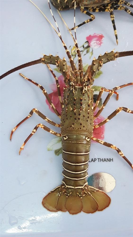 Giải cứu tôm hùm: Sự thật qua giải thích của người đã nuôi tôm 25 năm-6