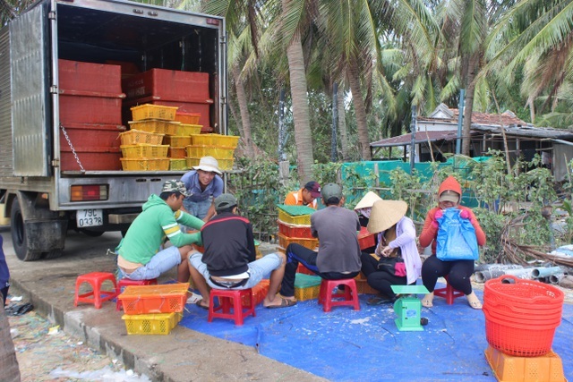 Giải cứu tôm hùm: Sự thật qua giải thích của người đã nuôi tôm 25 năm-7