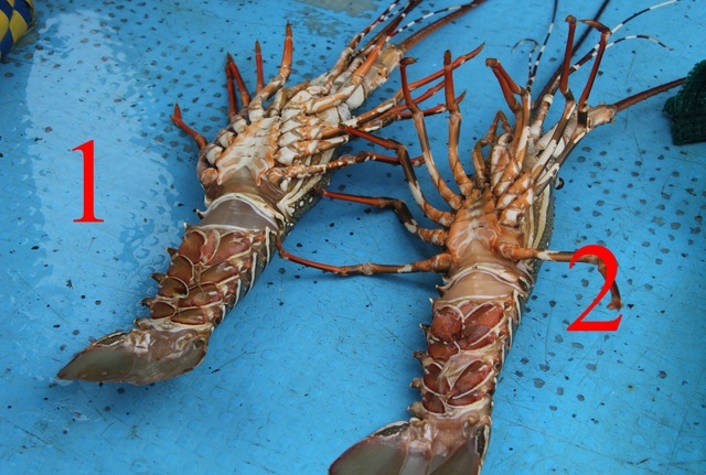 Giải cứu tôm hùm: Sự thật qua giải thích của người đã nuôi tôm 25 năm-9