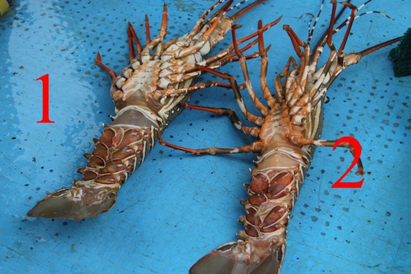 Mùa giải cứu tôm hùm bạn nhớ đừng phạm sai lầm này khi ăn kẻo vừa mất hết chất bổ, vừa hạ độc cơ thể nhanh khủng khiếp-5