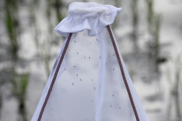 WHO bác tin đồn virus SARS-CoV-2 có thể lây truyền qua muỗi-1