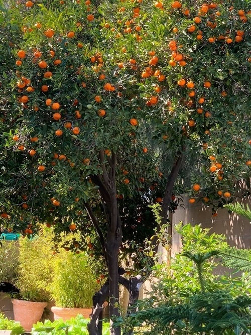 Làm nông dân bất đắc dĩ, vợ chồng Phương Thảo - Ngọc Lễ vẫn chăm được vườn cây trĩu quả ở Mỹ-2