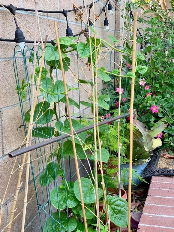 Làm nông dân bất đắc dĩ, vợ chồng Phương Thảo - Ngọc Lễ vẫn chăm được vườn cây trĩu quả ở Mỹ-5