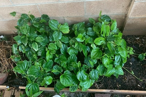 Làm nông dân bất đắc dĩ, vợ chồng Phương Thảo - Ngọc Lễ vẫn chăm được vườn cây trĩu quả ở Mỹ-8