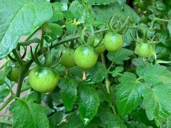 Làm nông dân bất đắc dĩ, vợ chồng Phương Thảo - Ngọc Lễ vẫn chăm được vườn cây trĩu quả ở Mỹ-12