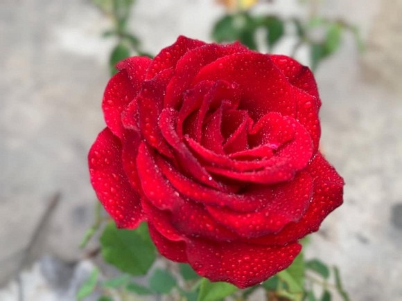 Làm nông dân bất đắc dĩ, vợ chồng Phương Thảo - Ngọc Lễ vẫn chăm được vườn cây trĩu quả ở Mỹ-20