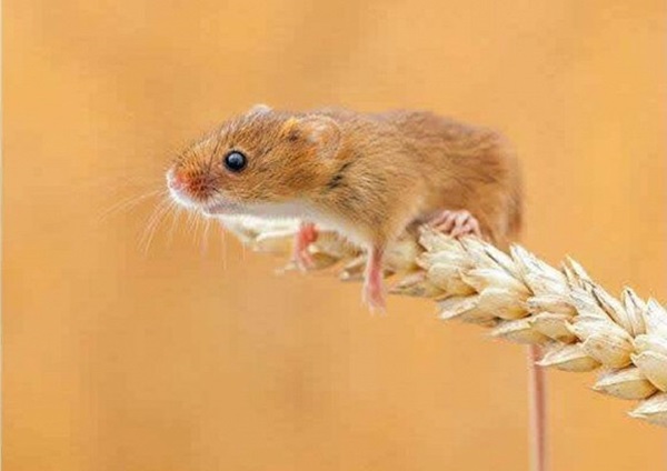 3 con giáp có quý nhân phù trợ, tài vận nở rộ, giàu có hết phần thiên hạ trong 100 ngày tới-1