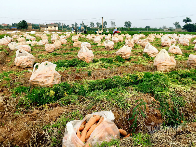 Cánh đồng 100 tỷ đồng rực 1 màu đỏ hiếm có Việt Nam-10