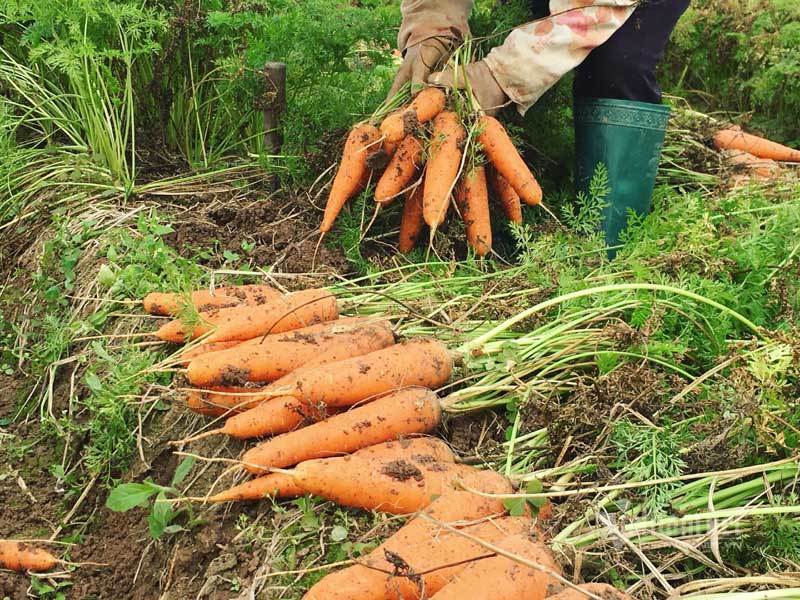 Cánh đồng 100 tỷ đồng rực 1 màu đỏ hiếm có Việt Nam-4