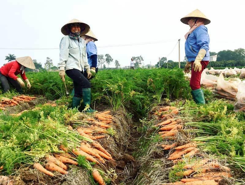 Cánh đồng 100 tỷ đồng rực 1 màu đỏ hiếm có Việt Nam-6