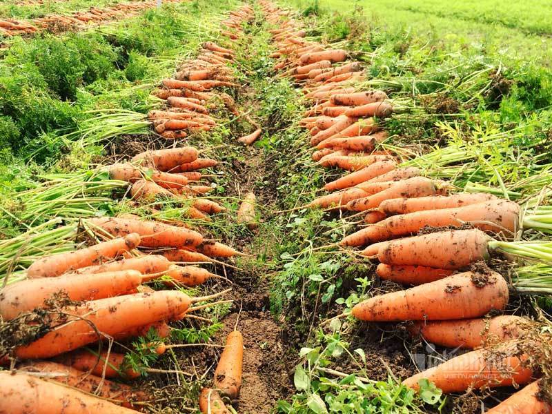 Cánh đồng 100 tỷ đồng rực 1 màu đỏ hiếm có Việt Nam-7