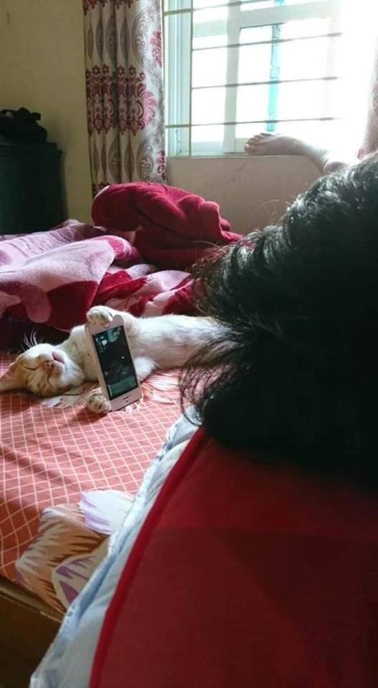 Từ quàng thượng hạ mình xuống vai hầu, chú mèo ngoan ngoãn dùng 2 tay giữ chặt điện thoại cho cậu chủ nằm xem phim-4