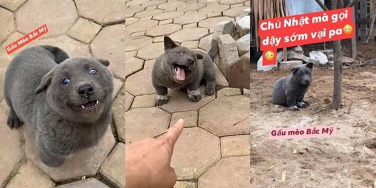 Trong 5 ngày, chú chó Nguyễn Văn Dúi đã trở thành hiện tượng mạng toàn cầu-1