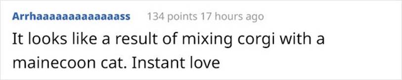 Trong 5 ngày, chú chó Nguyễn Văn Dúi đã trở thành hiện tượng mạng toàn cầu-3