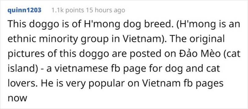 Trong 5 ngày, chú chó Nguyễn Văn Dúi đã trở thành hiện tượng mạng toàn cầu-5
